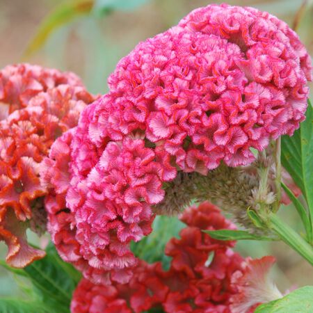 Chief Rose, Celosia Seeds - Packet image number null